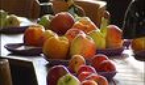 Croque-Fruits au Jardin Botanique à Liège